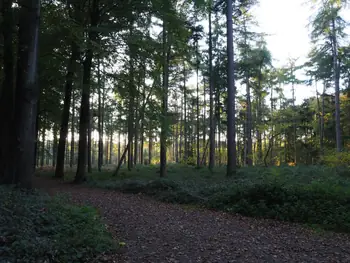 Vagevuurbos an Lippensgoed-Bulskampveld (Belgium)